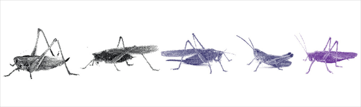 Vector art of collection of grasshoppers in different colors