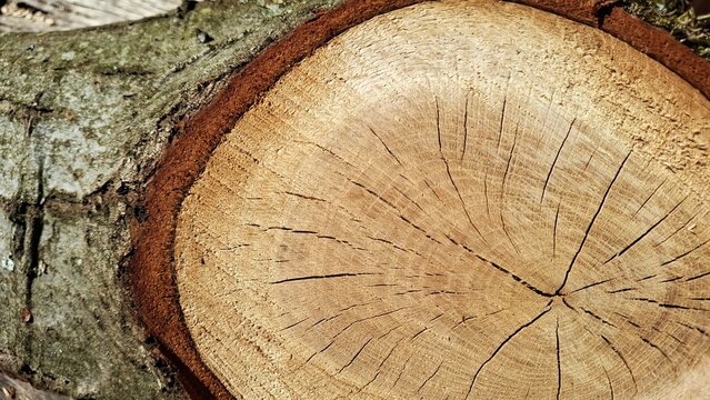 Au c&oelig;ur de la nature, gros plan d'un moignon de bois fraichement coup&eacute;, laissant voir les anneaux annuels et l'&eacute;corce de l'arbre