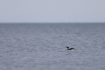 Naklejka premium long-tailed duck