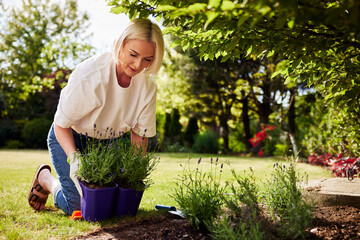 Naklejka premium Woman planting lavender in sunny backyard garden