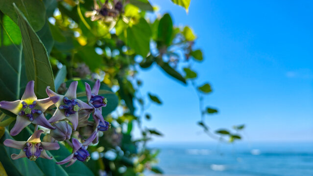 Giant Calotropis Gigantea Crown Flowers Blooming on Tropical Coastline with Blue Sea Background