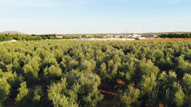 Drone view flying over a vast olive grove plantation. Beautiful agricultural landscape with rows of olive trees under a clear blue sky