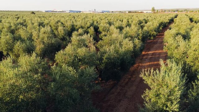 Drone flying backward over a large olive tree plantation. Agricultural landscape with rows of green trees for extra virgin olive oil production