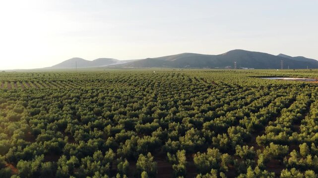 Expansive aerial view of a large olive grove with trees planted in symmetrical rows. A backward flight revealing the vast agricultural landscape