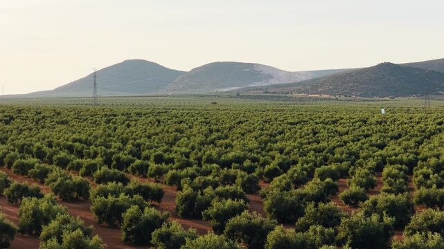 Extensive plantation of olive trees stretching towards distant hills. Agricultural landscape showcasing orderly rows of olive groves for oil production