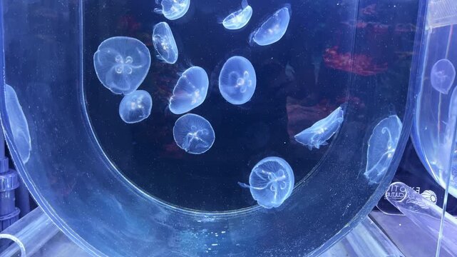 Close up selective focus of glowing translucent moon jellyfish swimming gracefully underwater in a deep blue aquarium tank. Beautiful abstract marine life background with calm fluid motion.