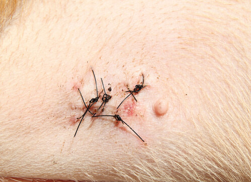 Dog with stitches. Close up of dog wound with stitches on abdomen or groin area, 12 days after surgery or accident. Animal or dog recovery and healing process. Selective focus.