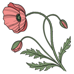A vibrant illustration depicts a single red poppy flower with a green stem buds and foliage showcasing botanical artistry high quality professional © sabrina1122