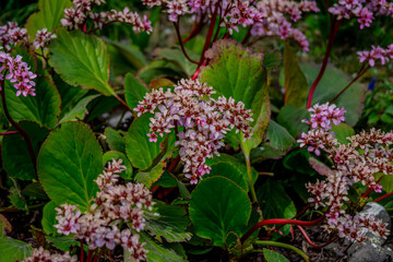 Obraz premium pink and purple flowers