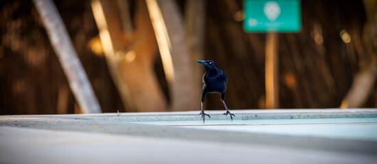 Black bird stands on a pool edge © RistoH