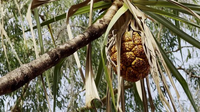 Close up of Pandanus spiralis fruit in Northern Territory, Australia. Exotic tropical plant with unique segmented texture, showcasing native flora in a natural outback environment.