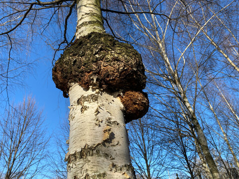 Large tree burl growing on birch trunk. Massive wooden growth on betula tree bark. Natural chaga mushroom or Inonotus obliquus used in alternative medicine