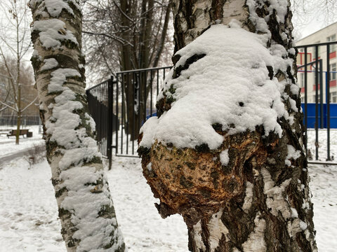 Tree burl covered in fresh snow on birch trunk in winter park. Large wooden growth on betula tree bark capped with white snow. Close up of parasitic fungus or tree gall. Chaga mushroom.