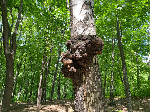 Massive wooden growth on betula tree bark within dense deciduous woods. Natural knot or chaga mushroom on silver birch. Inonotus obliquus used in alternative medicine.