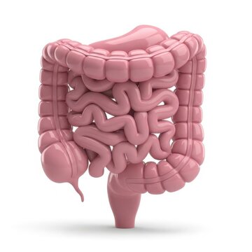 A detailed anatomical illustration of the human large intestine structure.