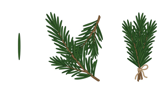 Set of isolated yew tree branches and needles for botanical illustration.