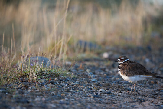Killdeer on ground
