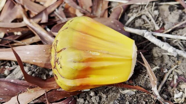 Close up of Pandanus spiralis fruit in Northern Territory, Australia. Exotic tropical plant with unique segmented texture, showcasing native flora in a natural outback environment.