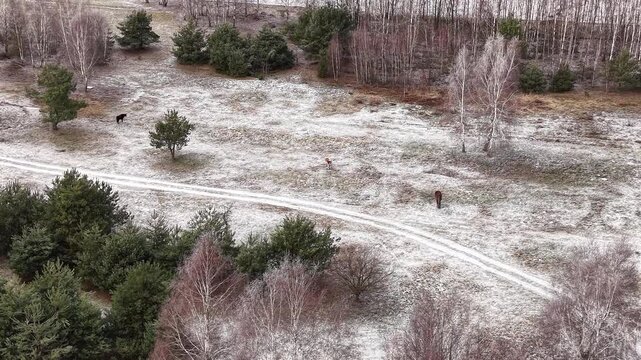 Snowy landscape with animals grazing below
