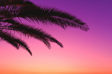 Obraz premium Silhouette of palm fronds against a vibrant tropical sunset sky with gradient hues of pink, orange, and purple. A minimal, peaceful scene that evokes feelings of summer, vacation