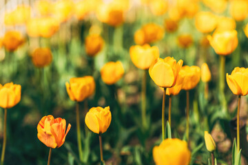 Fototapeta premium Bright yellow tulips growing in garden, shallow depth of field and warm sunlight creating fresh seasonal scene