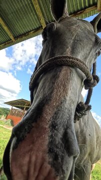 Low angle view of a funny gray horse curiously sniffing the camera lens. Majestic animal with a rope halter standing in a stable on a farm