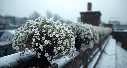 Naklejka premium Winter rooftop adorned with bouquets of white sweet alyssum flower clusters