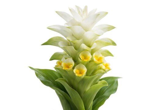 White turmeric blossom Curcuma mangga Valeton Zijp displayed on pure white background
