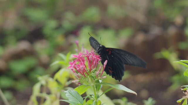 Close up selective focus photo of a large black Great Mormon butterfly pollinating pink Pentas flowers in a lush garden environment. Soft natural light bokeh background of green foliage.