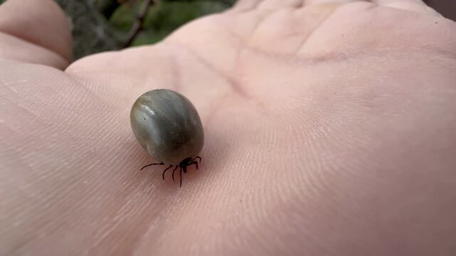 Macro close-up of an engorged tick crawling on human skin. Concept of паразite danger, infection risk, Lyme disease, and health awareness. Ideal for medical, educational, and warning content