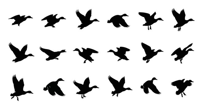 Collection of black silhouettes of geese in various flying poses and wing positions against a clean white background illustrating movement and animation cycles