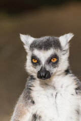 Fototapeta premium Close-up portrait of a ring-tailed lemur with expressive orange eyes and detailed fur Katta