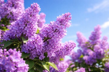 Fototapeta premium Fresh violet blossoms flourishing under clear summer skies