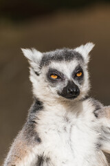 Fototapeta premium Close-up portrait of a ring-tailed lemur with expressive orange eyes and detailed fur Katta