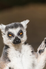 Fototapeta premium Close-up portrait of a ring-tailed lemur with expressive orange eyes and detailed fur Katta
