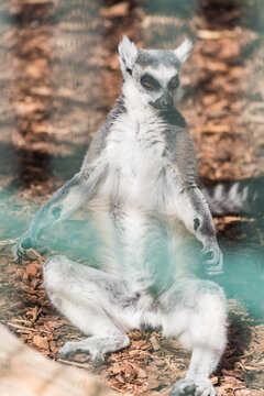 Close-up portrait of a ring-tailed lemur with expressive orange eyes and detailed fur Katta
