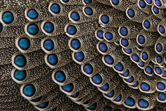 Extreme macro of grey peacock-pheasant feathers with iridescent blue eyespots and detailed patterns
