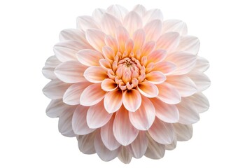 Fototapeta premium Isolated dahlia flower close up highlighting petal texture on pure white background