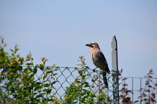 Jay