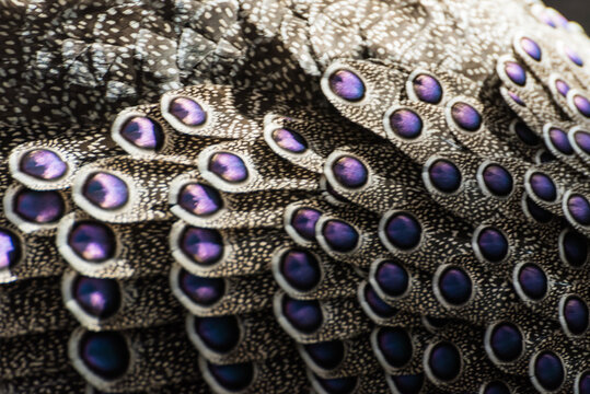 Extreme macro of grey peacock-pheasant feathers with iridescent blue eyespots and detailed patterns
