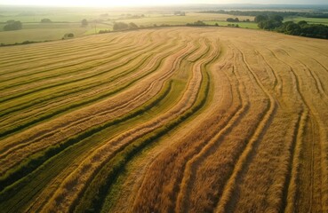 Fototapeta premium Golden rows of mown grass stretch across rural landscape under hazy sun. Land prepared for haymaking, showing patterns of harvested crop, green fields. View highlights agricultural activity in