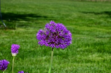Fototapeta premium Purple Allium Bloom