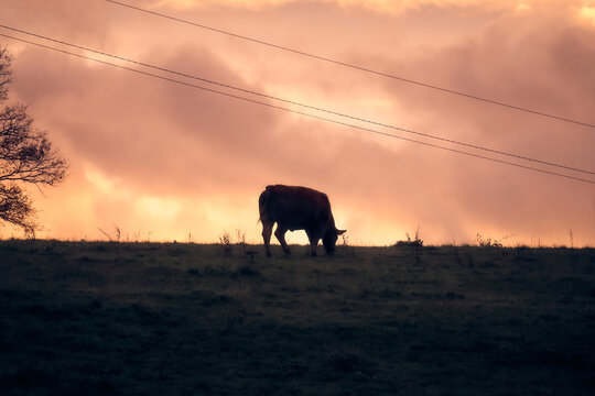Silhouette of a Cow Grazing on a Hill at Sunset