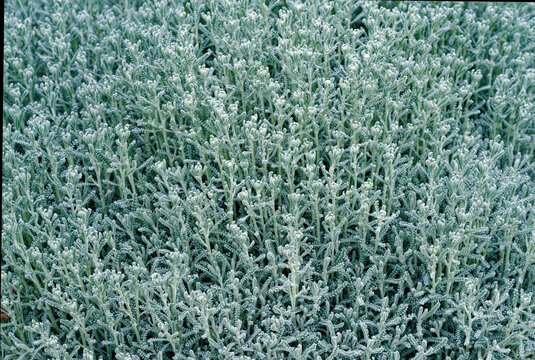 Gros plan de santoline