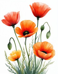 Fototapeta premium Vibrant watercolor painting of scarlet and orange poppies with green buds. Delicate petals and stems bloom in a field of soft green grass. Artful floral composition for summer themes.