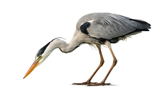 Grey Heron bird lowering head ready to catch prey isolated on white