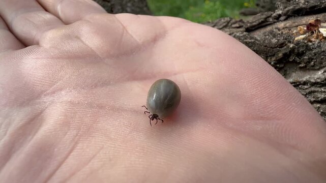 Close-up of an engorged tick moving across human skin outdoors near tree bark. Natural environment with shallow depth of field highlights parasite detail and motion