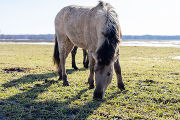 Calm and gentle horse peacefully grazing as evening sunlight softly illuminates its shimmering coat © Vera Aksionava