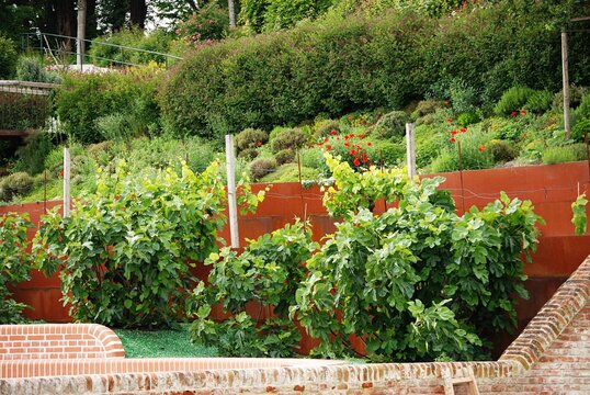 Garten mit Weinst&ouml;cken, Feigenb&uuml;schen und rotem Mohn.