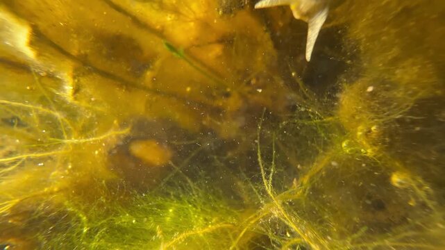 Aquatic plants and organic matter visible beneath calm pond water with sunlight reflections. Natural ecosystem with floating leaves and algae textures